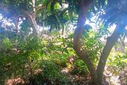 A VENDRE TERRAIN CONSTRUCTIBLE DE 445M2 A SAINT-GILLES LES HAUTS